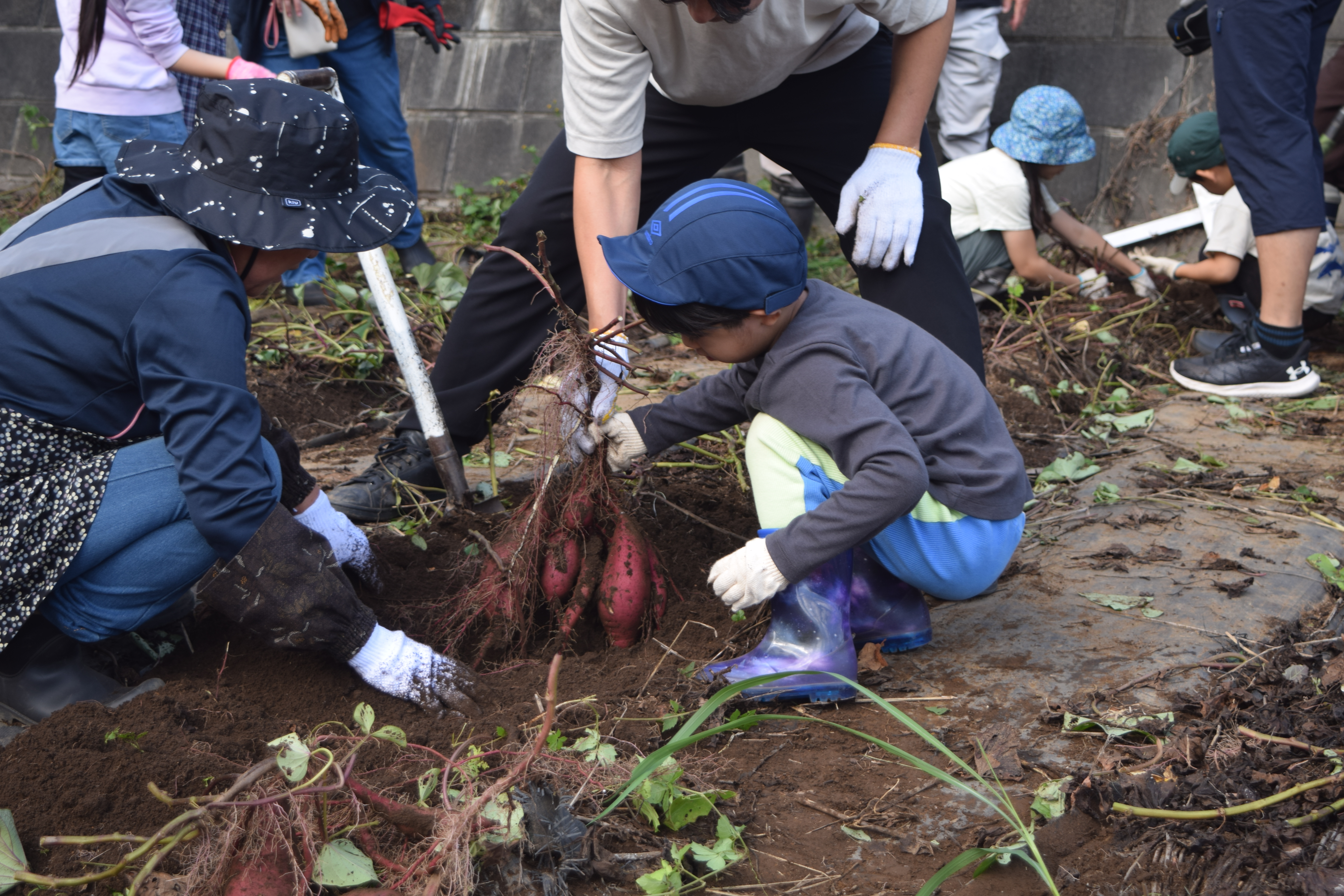 さつまいもを育てて食べよう！
