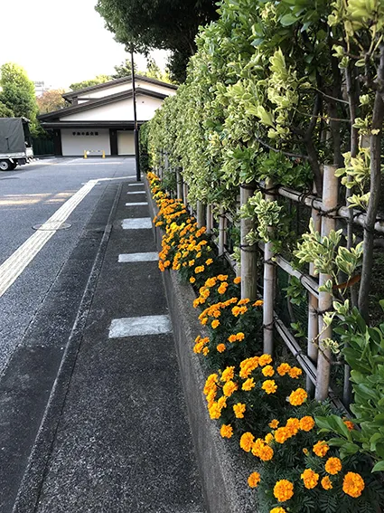 ちょっと季節外れですが、やっと花壇の花が満開です。