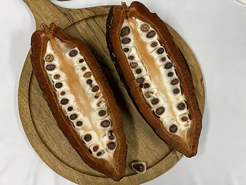 企業間コラボ企画！「カカオからつくるチョコレート講座」