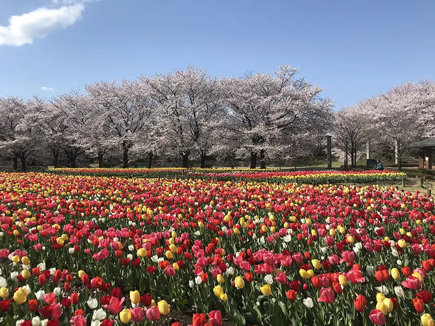 春を彩る3万本のチューリップ