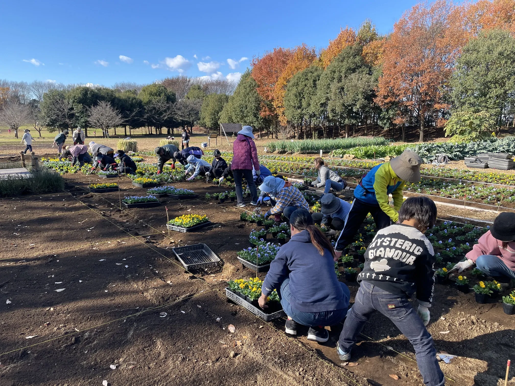 みんなで作ろう！ビオラの花壇植付体験