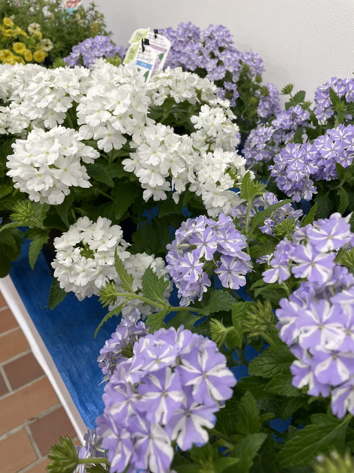 グリーンバザール開催！0