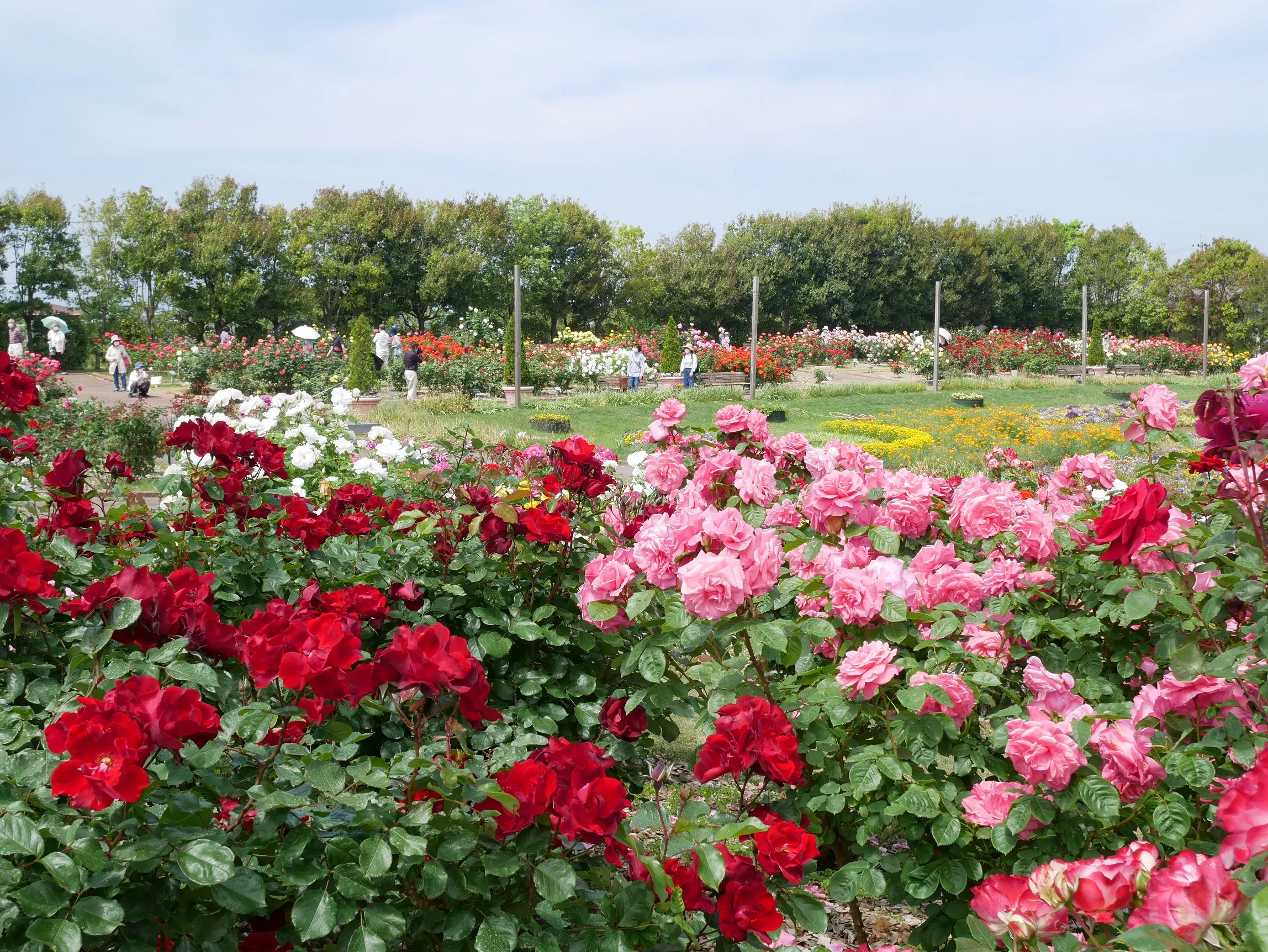 早朝特別開園「おはようバラさんぽ」を実施