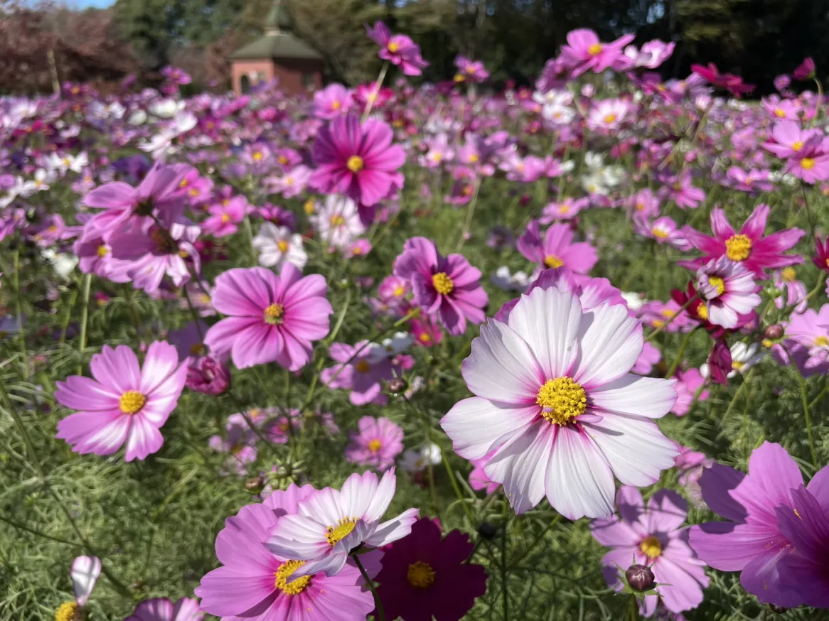 展示圃場維持管理～コスモス～