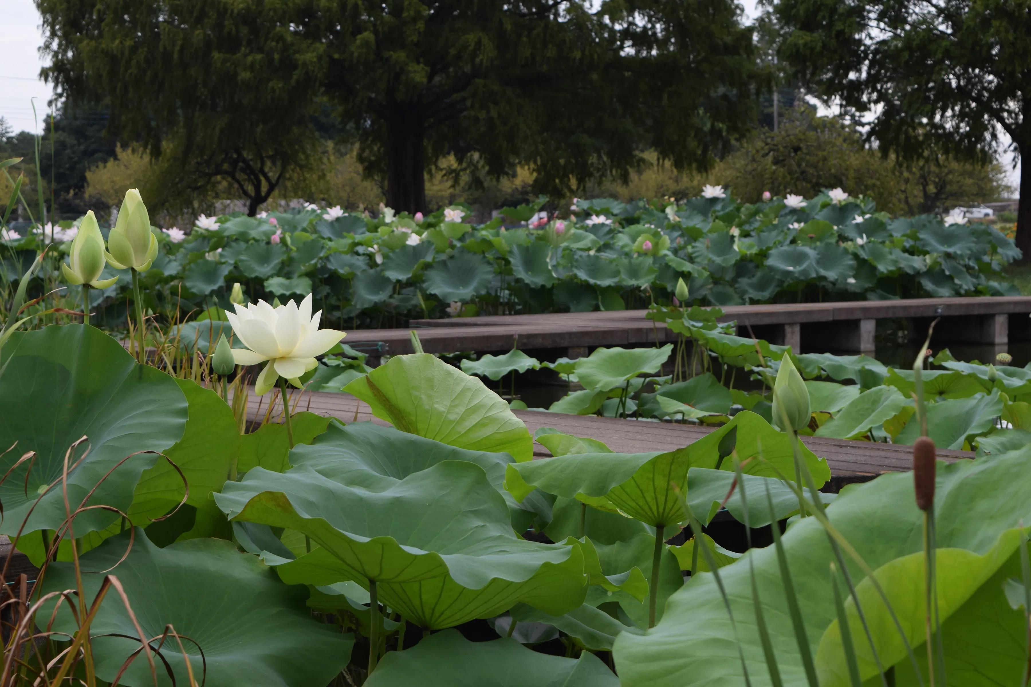 あけぼの山農業公園・あけぼの山公園3