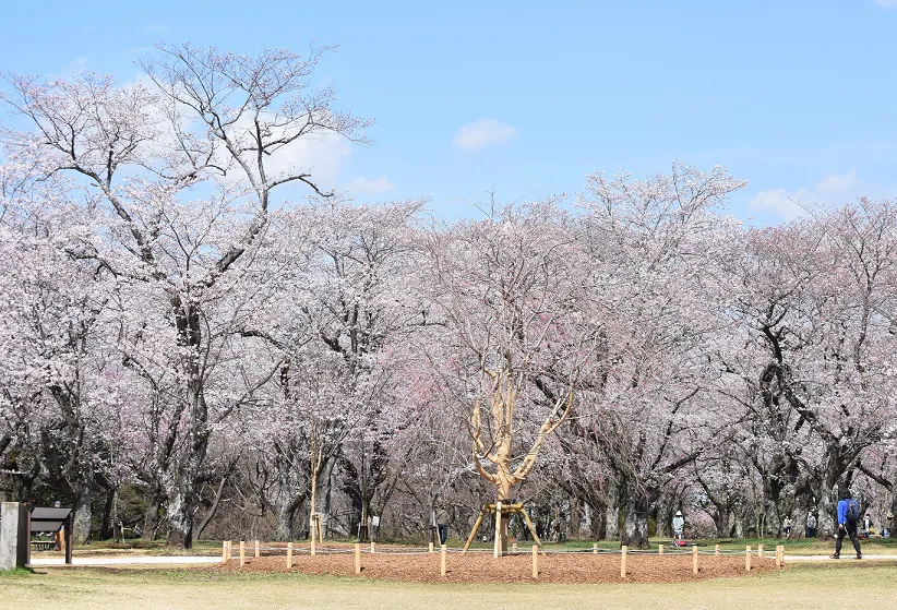 あけぼの山農業公園・あけぼの山公園2