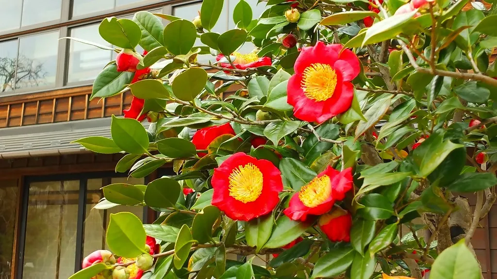 文京区立肥後細川庭園3