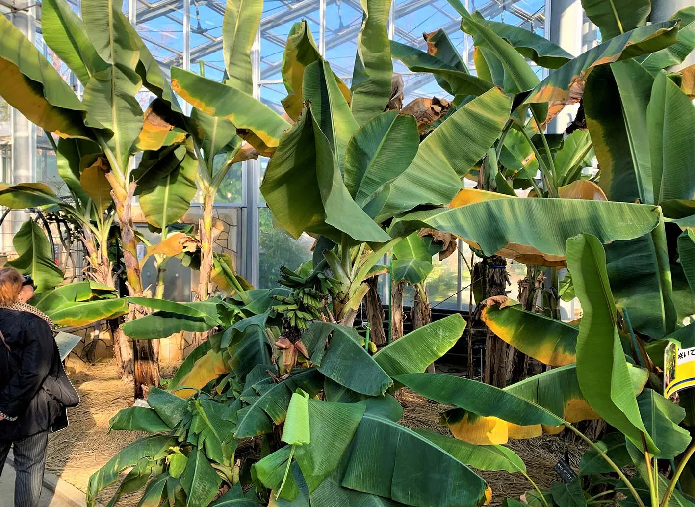 バナナが元気！