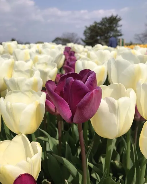 臨時休園について