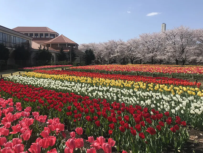 春を彩る3万本のチューリップ