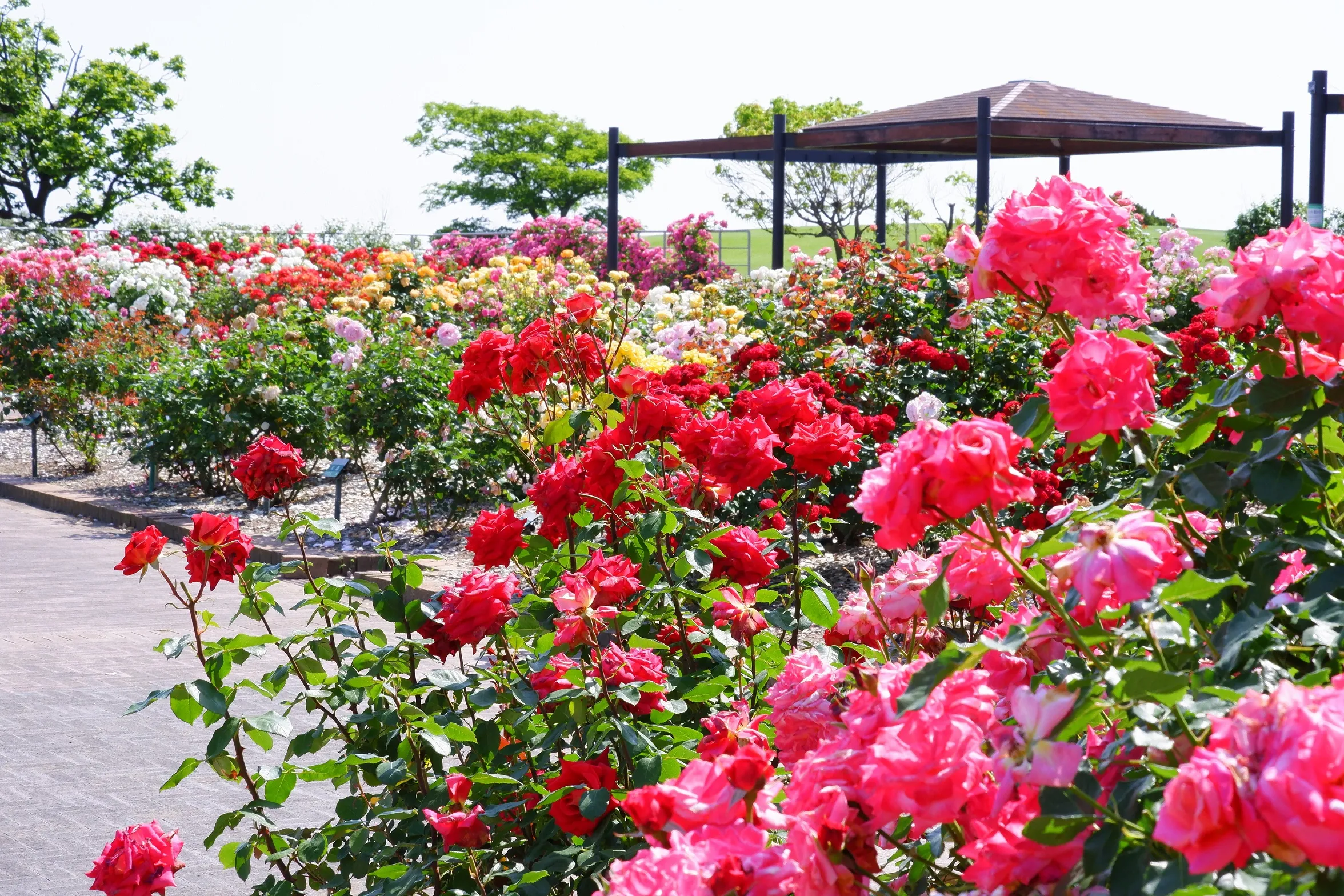 おはようバラさんぽ