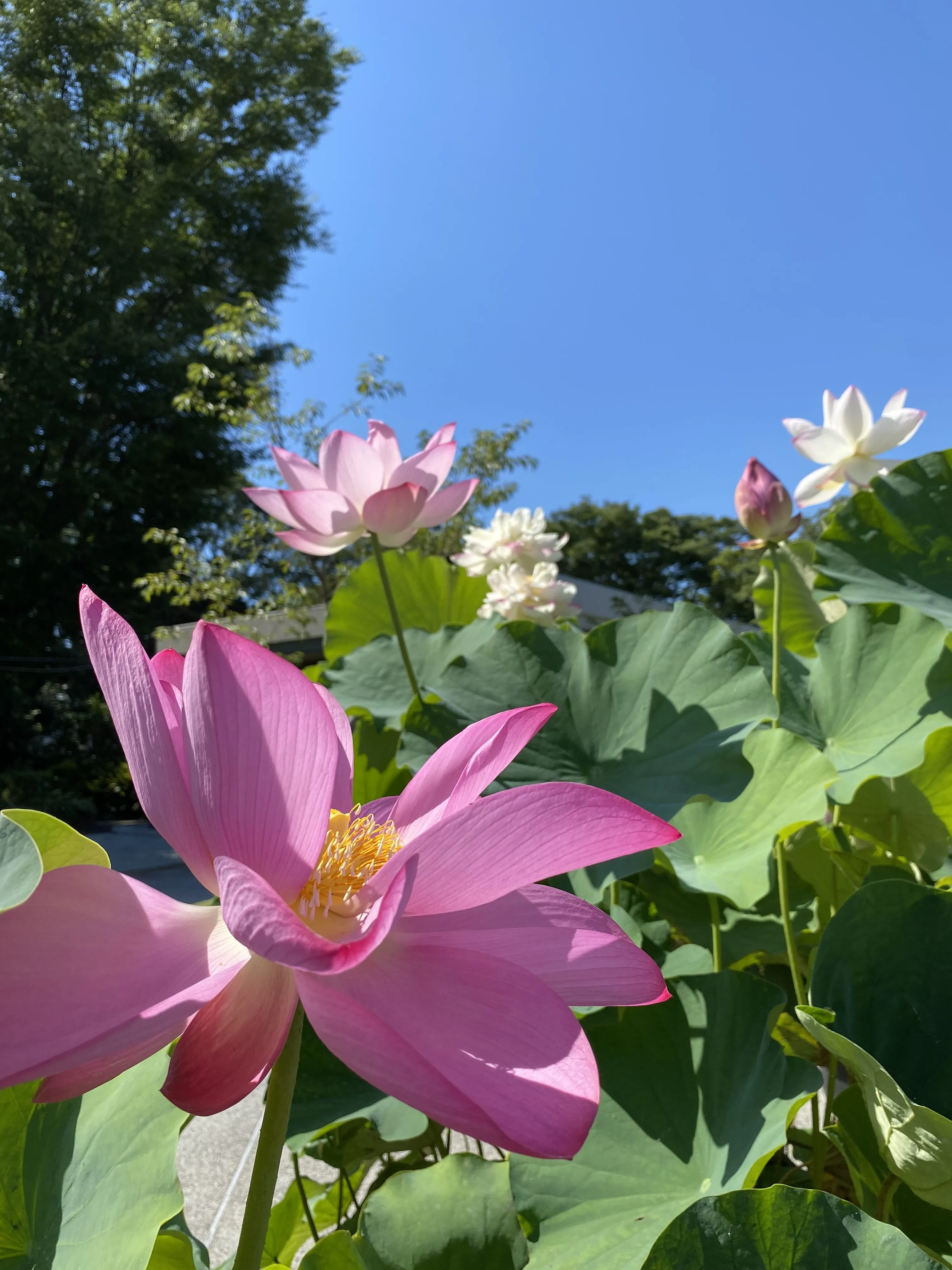 ハスの早朝開園