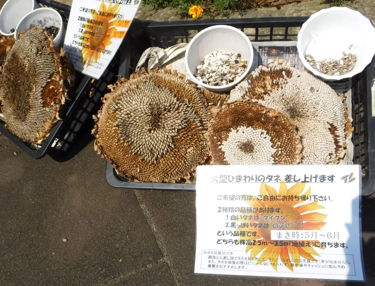 ヒマワリの種の配布