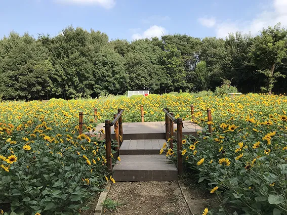 四季の広場の「ヒマワリ畑」