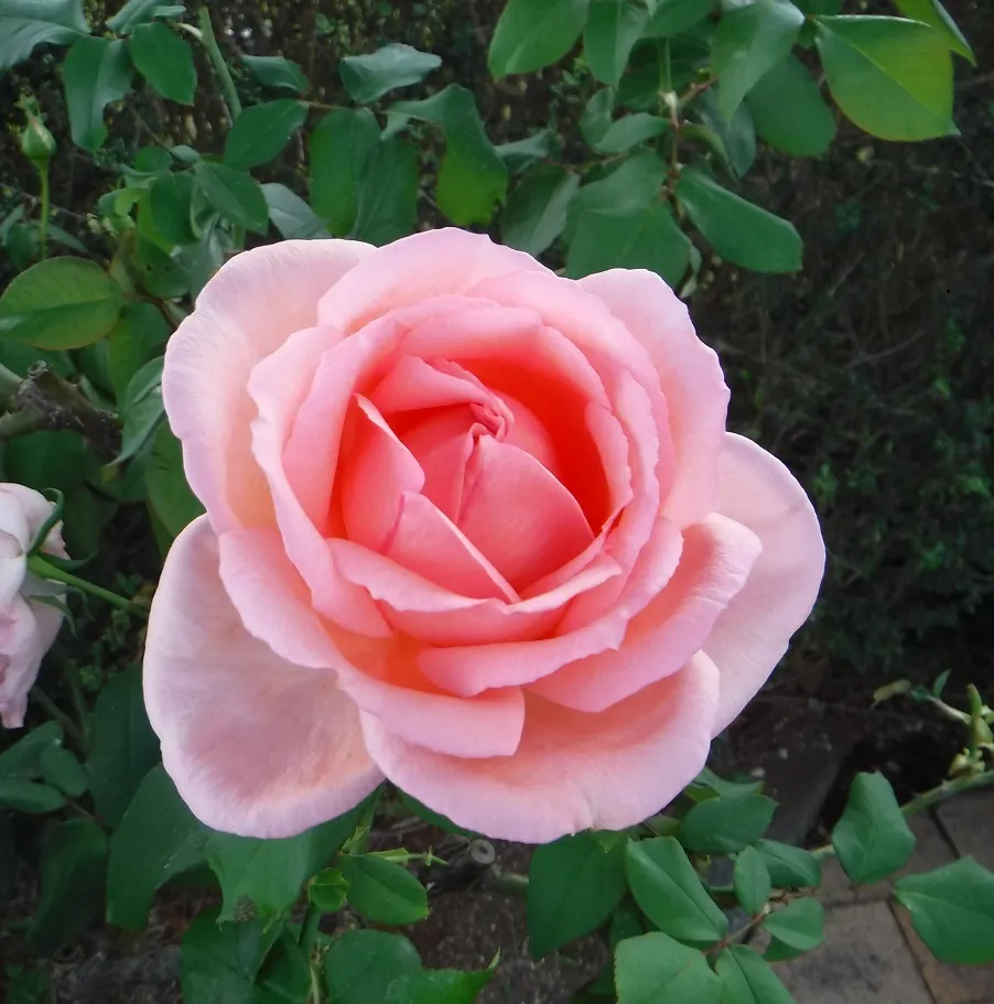 「バラの配置図」お配りしています