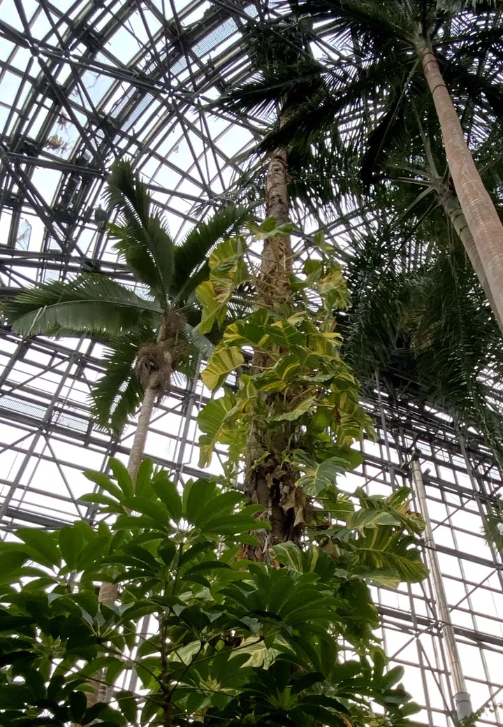 成長して温室を突き破ってしまう恐れのあるダイオウヤシの伐採について