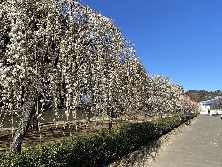 植物を楽しむコンテンツづくり 1