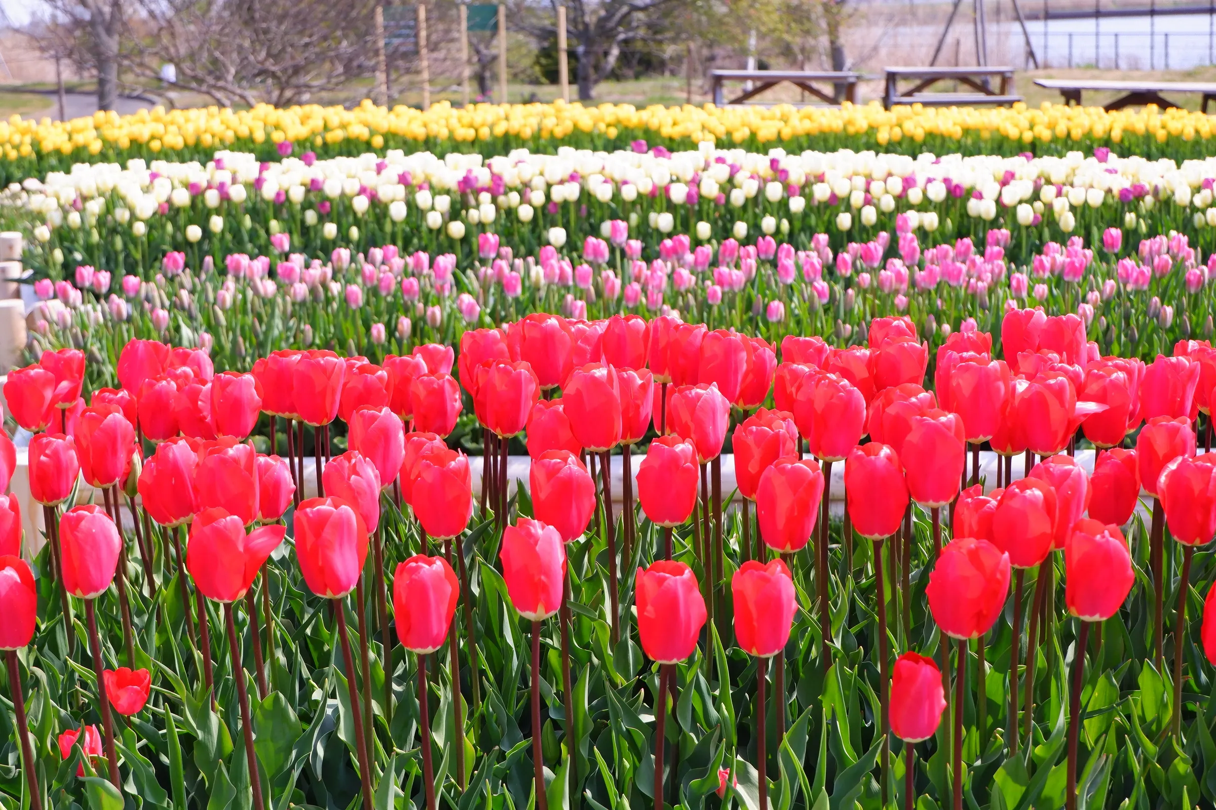 スプリングフェア