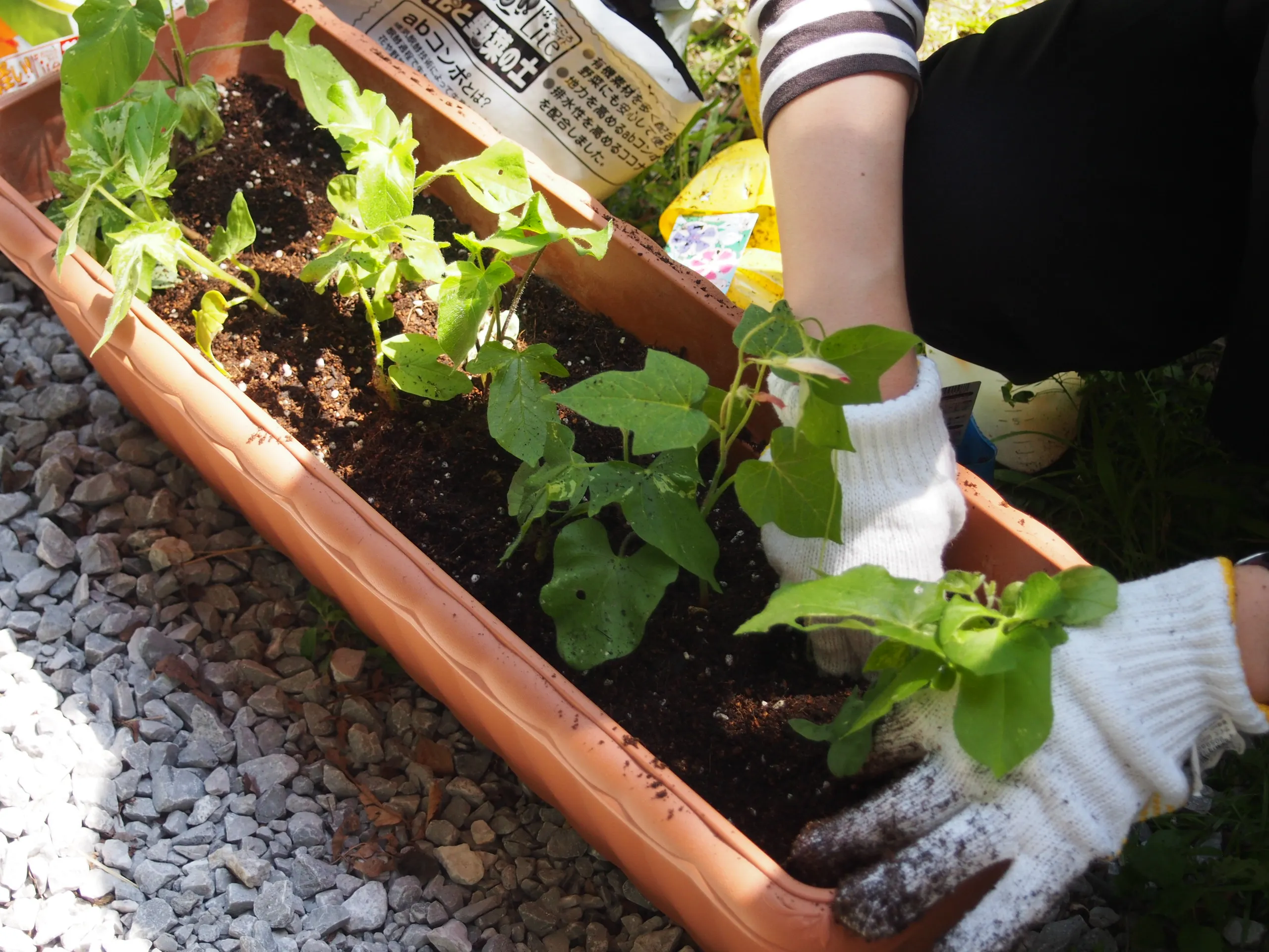 グリーンカーテン、完成です！