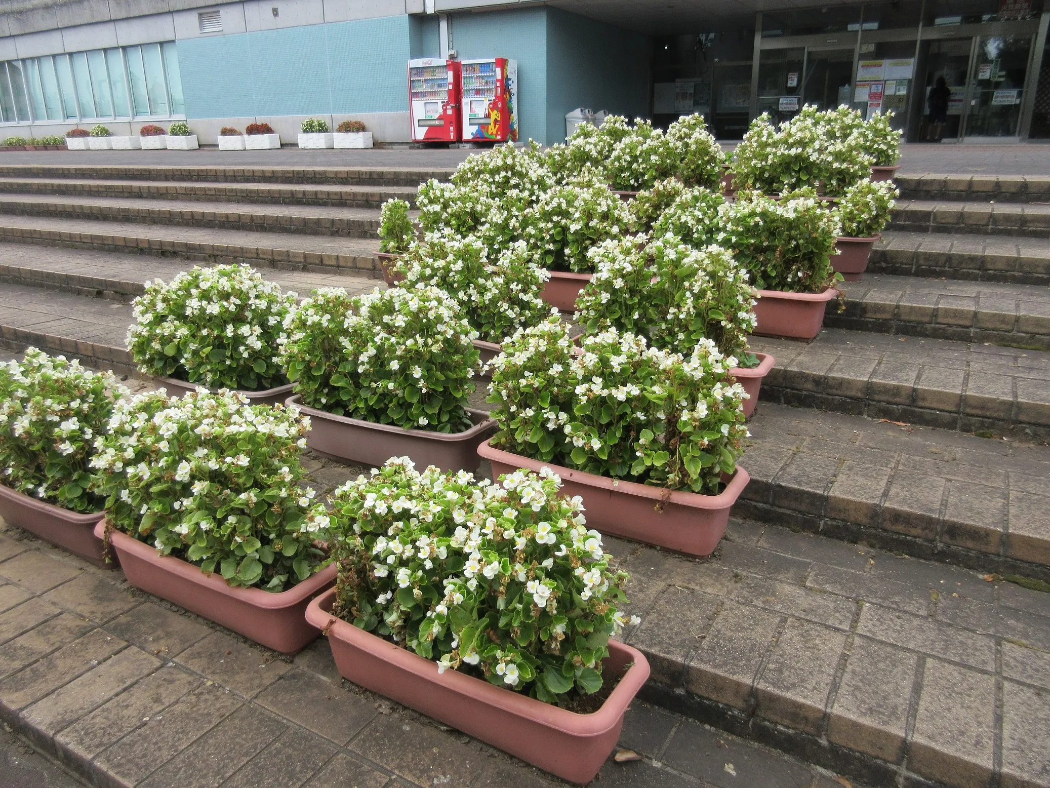 プランター花植え