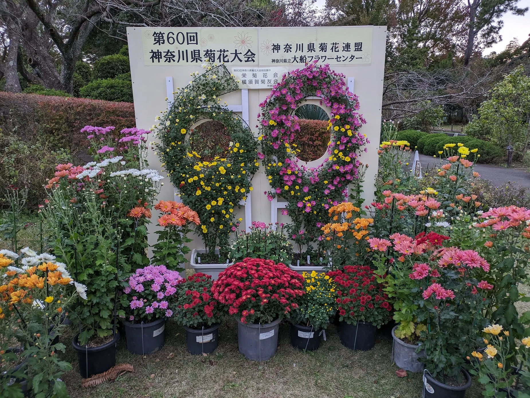 第６０回記念神奈川県菊花大会　開催