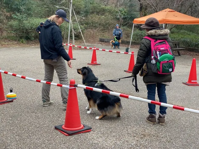 愛犬との散歩を楽しむコツとマナー