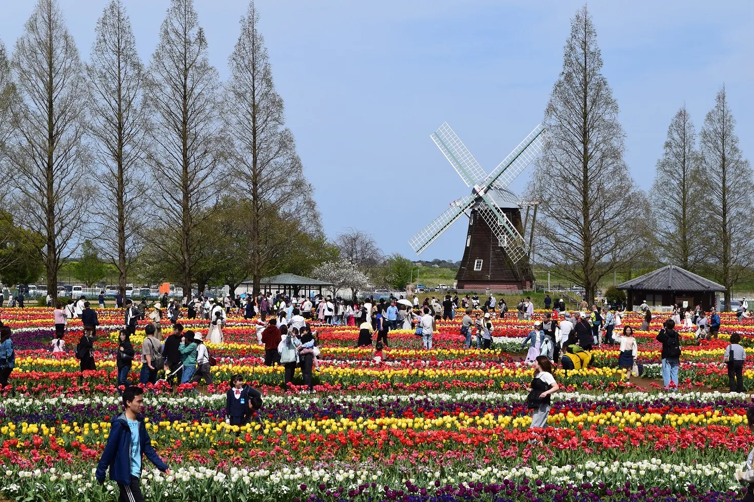 チューリップフェスティバル