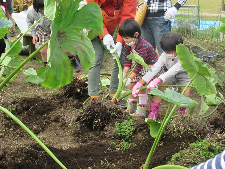 ポタジェ体験「サトイモの収穫と秋の芋煮会」