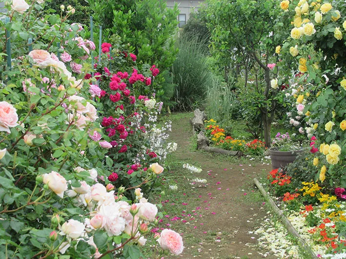 交流センターのバラ