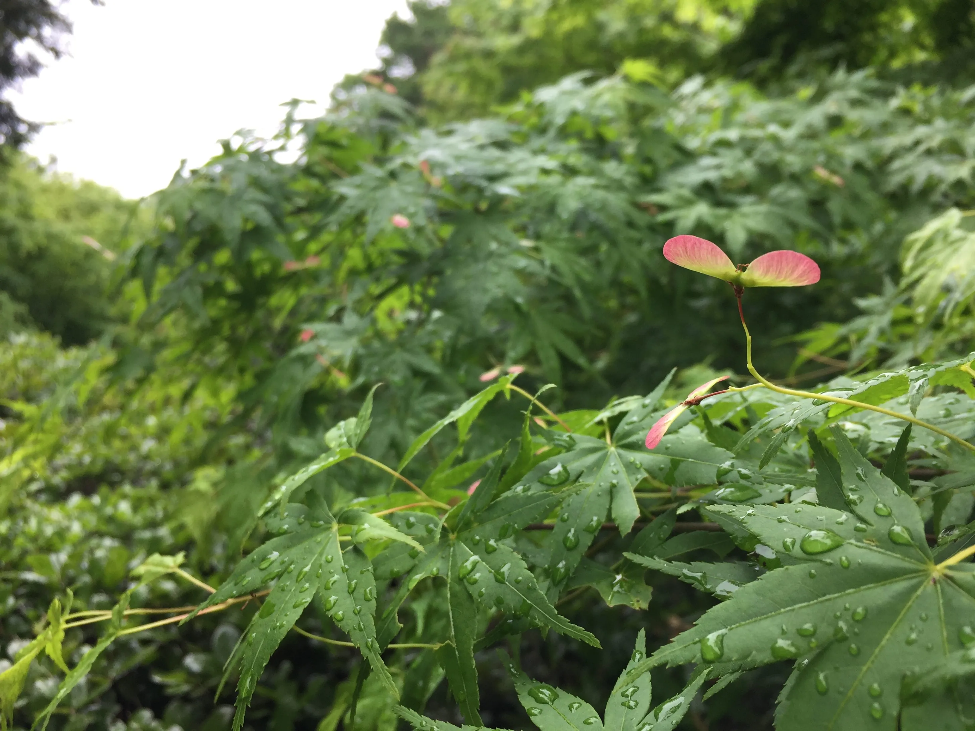 臨時休館中もパトロール