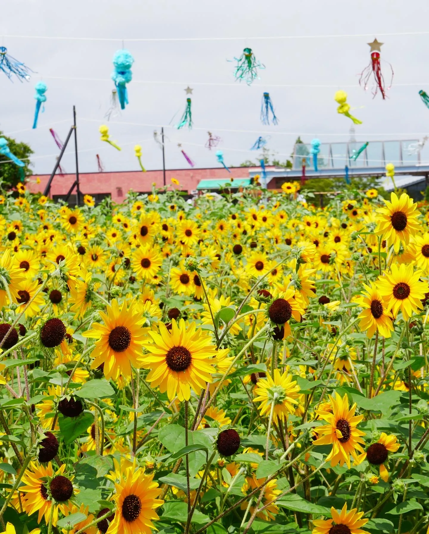 ひまわりの季節