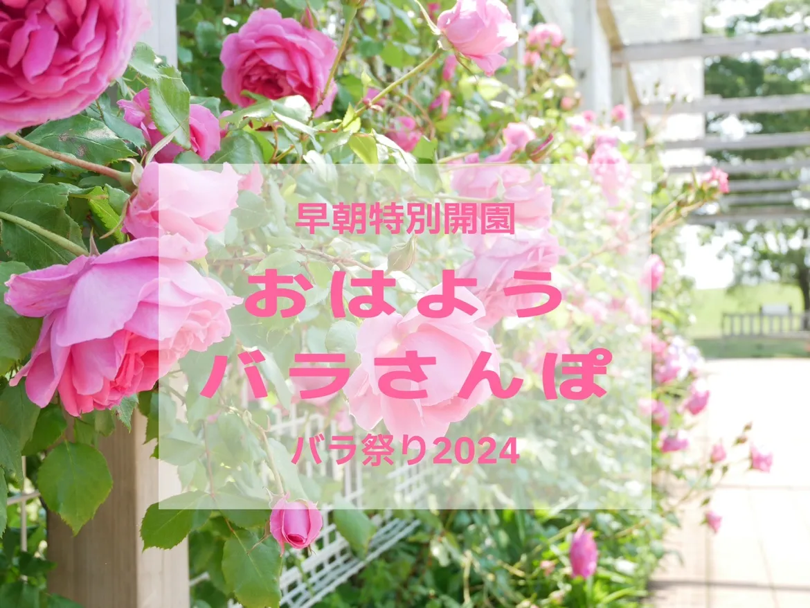 おはようバラさんぽ